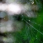 🌿Cheesquake State Park 🌿 September 8th, 2024