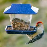 🦅Birds & Flowers🪻