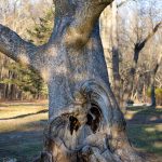 🌿Freneau Woods Park 🌿2022